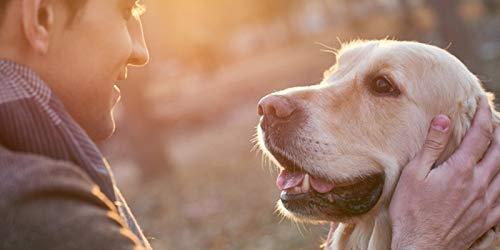 BEST PET SUPPLIES LLC Dog Amino acids - L LYSINE for Dogs Powder - Powerful Immune System Support - Mix with Food - Skin Eye and Bone Health - Oral lysine for Dogs - 1 Bottle (8 OZ)