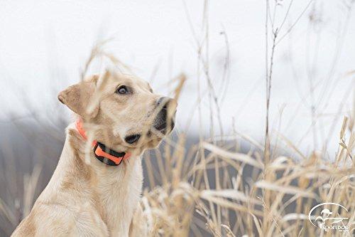 SportDOG Brand FieldTrainer 425/SportHunter 825 Add-A-Dog Collar - Additional, Replacement, or Extra Collar for Your Remote Trainer - Waterproof and Rechargeable with Tone, Vibration, and Shock