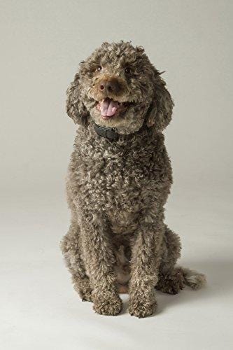 Educator ET-300 Mini 1/2 Mile E-Collar Remote Dog Training Collar With Vibration, Tapping Sensation and Pavlovian Stimulation