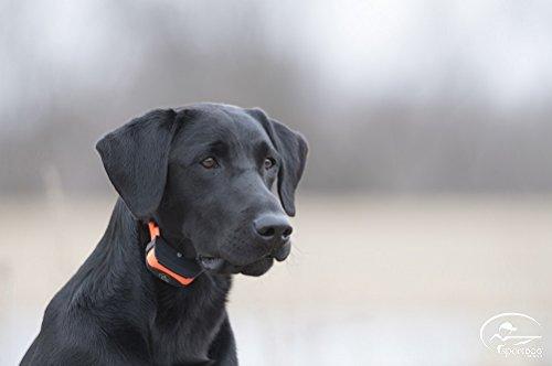 SportDOG Brand FieldTrainer 425/SportHunter 825 Add-A-Dog Collar - Additional, Replacement, or Extra Collar for Your Remote Trainer - Waterproof and Rechargeable with Tone, Vibration, and Shock