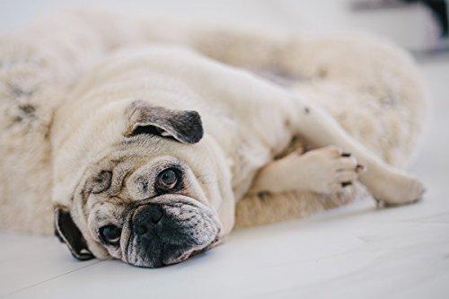 Best Friends by Sheri Calming Shag Vegan Fur Donut Cuddler (23x23) - Small Round Donut Cat and Dog Cushion Bed, Warming and Cozy for Improved Sleep - Prime, Machine Washable - Small Pets Up to 25 lbs