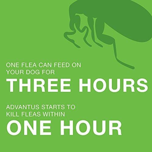 Bayer Animal Health Advantus, Large Dogs 23 - 110 lbs, Soft Chew Flea Treatment, Savory Meat Flavored, Same-As-Vet, 30 daily doses, White/Green - 85274422