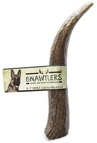Gnawtlers - Premium Elk Antlers For Dogs, Naturally Shed Elk Antlers, USA Natural Elk Antler Chews, Specially Selected Elks Antlers From The Rocky Mountain & Heartland Regions - 6"- 7" Elk Antler
