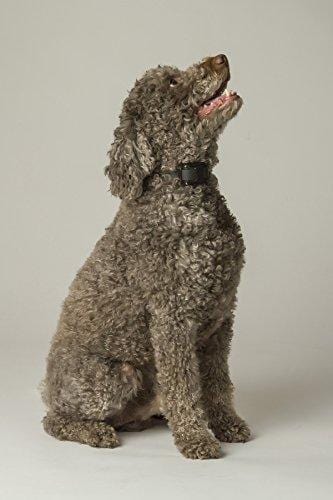 Educator ET-300 Mini 1/2 Mile E-Collar Remote Dog Training Collar With Vibration, Tapping Sensation and Pavlovian Stimulation