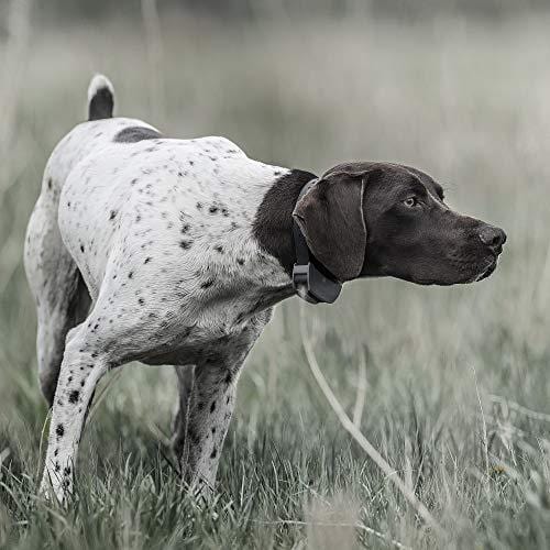 SportDOG Brand SD-825X SportHunter 825X Remote Trainer - Rechargeable Dog Training Collar with Shock, Vibrate, and Tone - 1/2 Mile Range, gray, Â½ Mile Range - 3 Dog Expandability