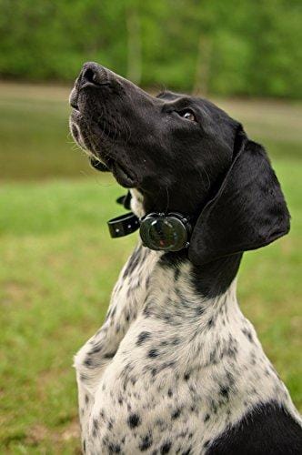 DT Systems IDT-PLUS Micro Dog Trainer Collar Receiver and Transmitter