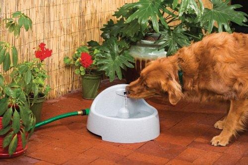 PetSafe Drinkwell Everflow Indoor/Outdoor Dog and Cat Water Fountain, Pet Drinking Fountain, 192 oz. Water Capacity
