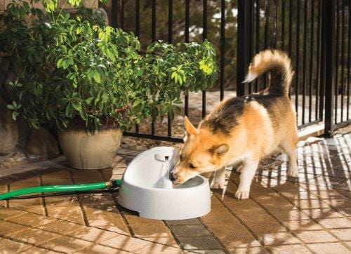 PetSafe Drinkwell Everflow Indoor/Outdoor Dog and Cat Water Fountain, Pet Drinking Fountain, 192 oz. Water Capacity