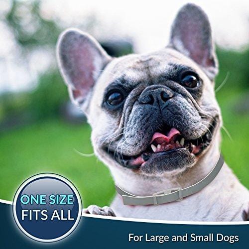 Premium Flea and Tick Collar for Dogs | Prevents and Removes Fleas, Ticks, Lice and Mosquitos in 24 Hours | 8 Months Protection | 100% Natural Essential Oil Flea and Tick Prevention for Dogs