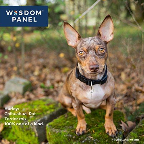 Wisdom Panel 3.0 Breed Identification DNA Test Kit Canine Genetic Ancestry Test Kit for Dogs