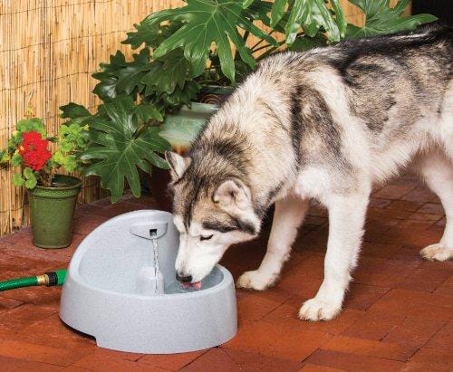 PetSafe Drinkwell Everflow Indoor/Outdoor Dog and Cat Water Fountain, Pet Drinking Fountain, 192 oz. Water Capacity