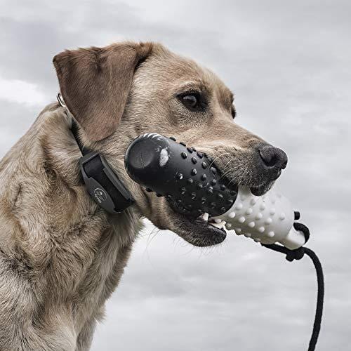 SportDOG Brand SD-425X 425 Family Remote Trainers - Including New X-Series - Waterproof, Rechargeable Dog Training Collars with Shock, Vibrate, and Tone - 500 Yard Range