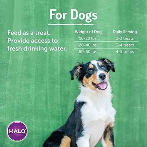 Halo Vegan Grain Free Natural Crunchy Dog Treats, Garden of Vegan Peanut N' Pumpkin Recipe, 8-Ounce Bag