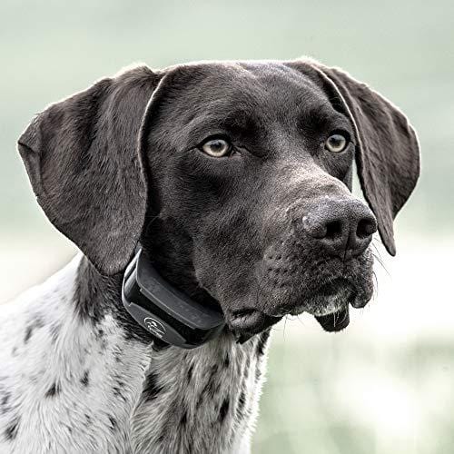 SportDOG Brand SD-825X SportHunter 825X Remote Trainer - Rechargeable Dog Training Collar with Shock, Vibrate, and Tone - 1/2 Mile Range, gray, Â½ Mile Range - 3 Dog Expandability
