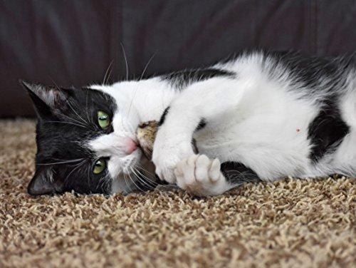 OurPets Play-N-Squeak Twice the Mice Cat Toy, 2pc
