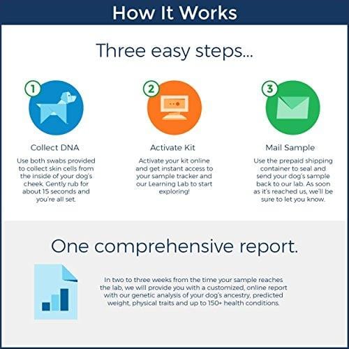 Wisdom Panel 3.0 Breed Identification DNA Test Kit Canine Genetic Ancestry Test Kit for Dogs