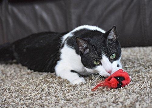 OurPets Play-N-Squeak Real Birds Fly Over Interactive Cat Toy