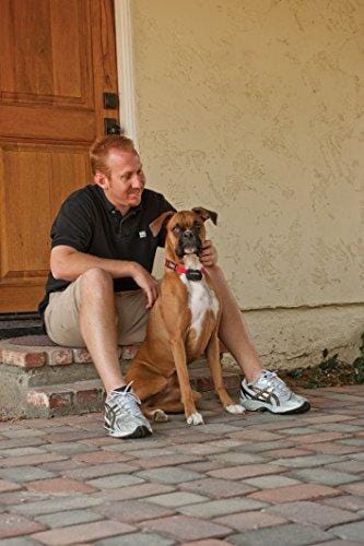 PetSafe Basic Bark Control Collar for Dogs 8 lb. and Up, Anti-Bark Training Device, Waterproof, Static Correction, Canine