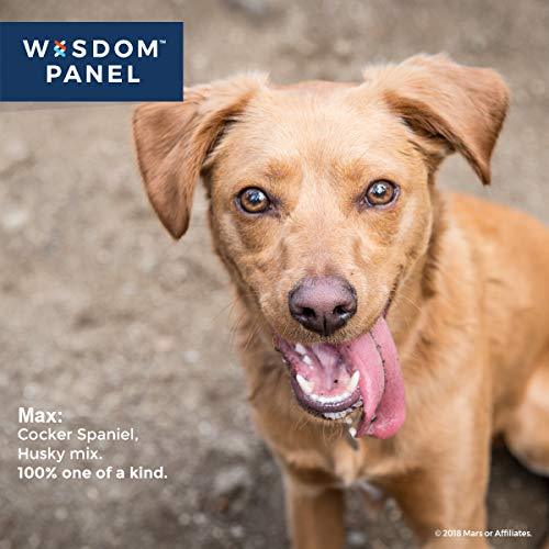 Wisdom Panel 3.0 Breed Identification DNA Test Kit Canine Genetic Ancestry Test Kit for Dogs