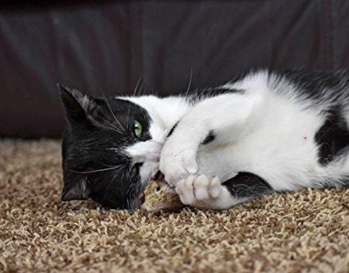 OurPets Play-N-Squeak Twice the Mice Cat Toy, 2pc
