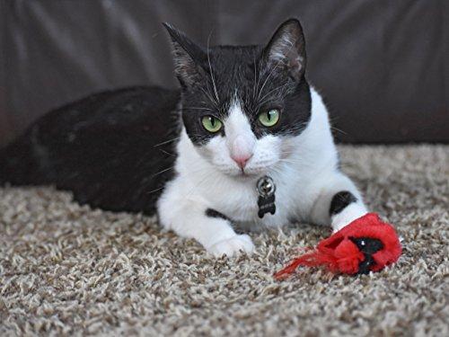 OurPets Play-N-Squeak Real Birds Fly Over Interactive Cat Toy