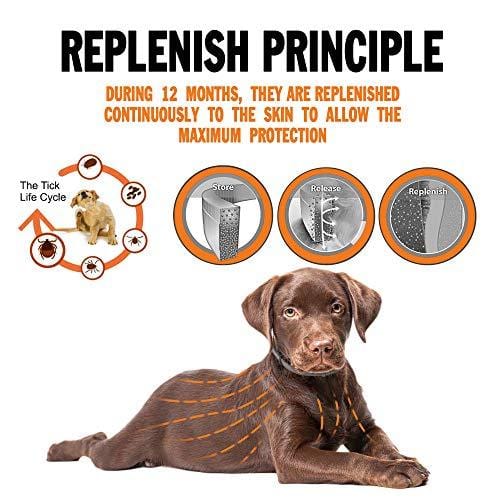 TUZIK Flea Collar for Dogs - 12 Months Flea and Tick Prevention - Dog Flea and Tick Treatment - Stable, Durable and Waterproof Flea and Tick Collar