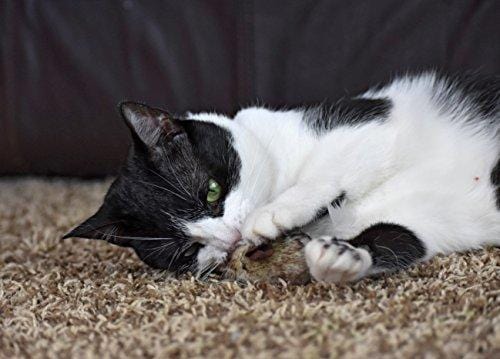 OurPets Play-N-Squeak Twice the Mice Cat Toy, 2pc
