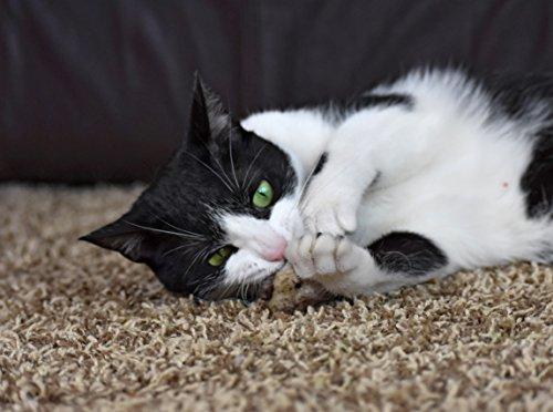OurPets Play-N-Squeak Twice the Mice Cat Toy, 2pc