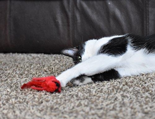 OurPets Play-N-Squeak Real Birds Fly Over Interactive Cat Toy