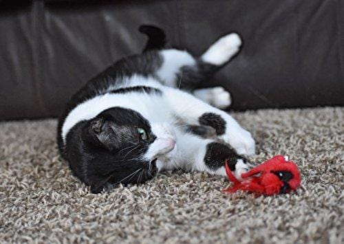 OurPets Play-N-Squeak Real Birds Fly Over Interactive Cat Toy