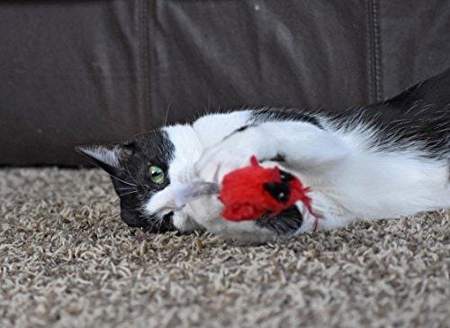 OurPets Play-N-Squeak Real Birds Fly Over Interactive Cat Toy