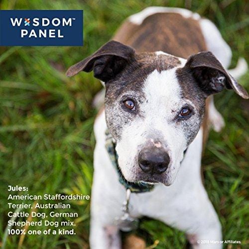 Wisdom Panel 3.0 Breed Identification DNA Test Kit Canine Genetic Ancestry Test Kit for Dogs