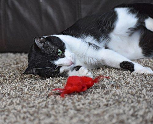 OurPets Play-N-Squeak Real Birds Fly Over Interactive Cat Toy