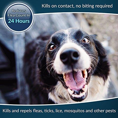 Premium Flea and Tick Collar for Dogs | Prevents and Removes Fleas, Ticks, Lice and Mosquitos in 24 Hours | 8 Months Protection | 100% Natural Essential Oil Flea and Tick Prevention for Dogs