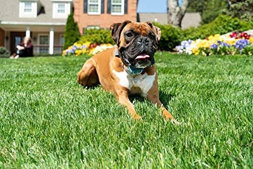 PetSafe Remote Spray Trainer, Training Collar and Remote for Dogs 8 lb. and Up, Water Resistant with Citronella Spray