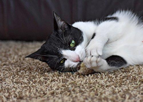 OurPets Play-N-Squeak Twice the Mice Cat Toy, 2pc