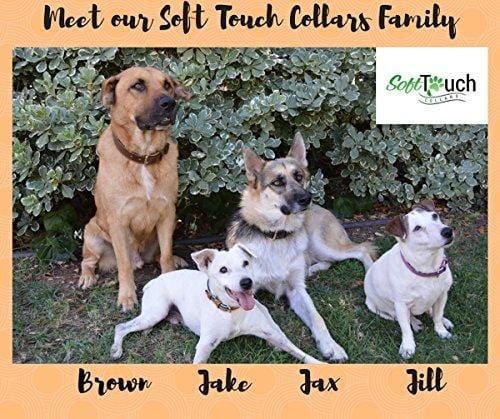 Soft Touch Collars Padded Leather Dog Collar, Brown Medium, Made with Real Genuine Leather, Best for Male or Female Dogs, 20" Inches Long x 1" Inch Wide, Fits Neck Size 14.5" to 17.5"