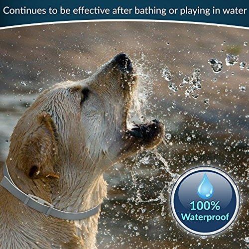 Premium Flea and Tick Collar for Dogs | Prevents and Removes Fleas, Ticks, Lice and Mosquitos in 24 Hours | 8 Months Protection | 100% Natural Essential Oil Flea and Tick Prevention for Dogs
