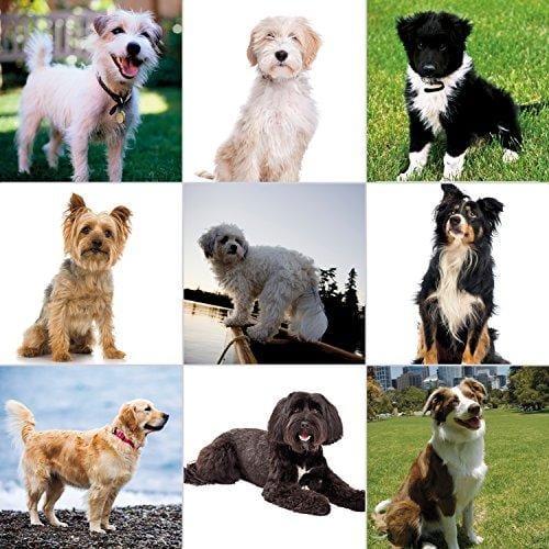 Wahl Pet Friendly Lavender Waterless No Rinse Shampoo - By The Brand Used By Professionals - Model 820014