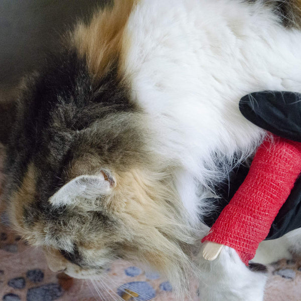 Emergency Zone Cat Deluxe Bug Out Emergency Survival Kit. Prepare Your Cat for Hurricanes, Earthquakes, Wildfires, etc.